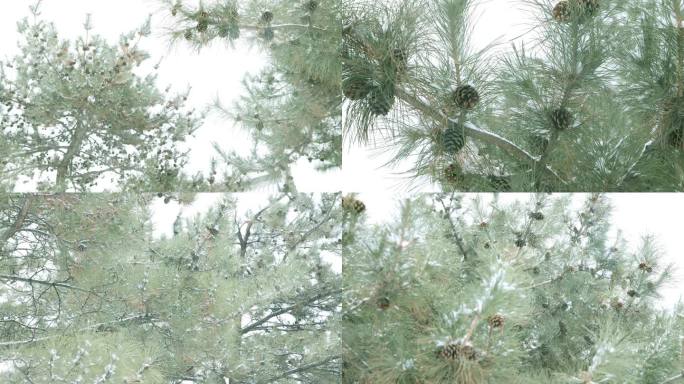 升格拍摄冬天松林中的大雪