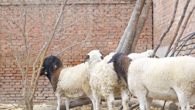农民家里的绵羊