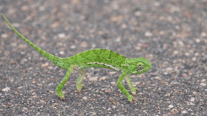 当蚂蚁经过时，可爱的亮绿色变色龙停在路上，旋转眼睛，近距离