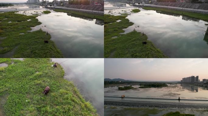 河流 水牛 延时