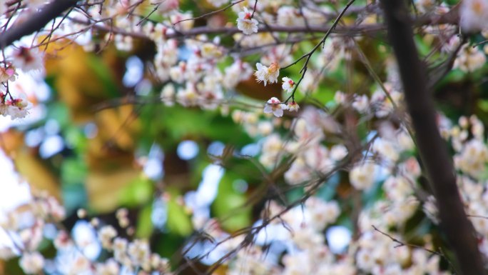 植物园公园梅花花朵开花春天风景视频素材4