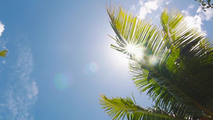 阳光照在椰树的叶子上，摇曳着蓝天