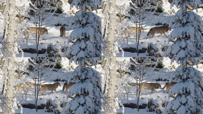 狼群在冬天的森林里成群结队地走着