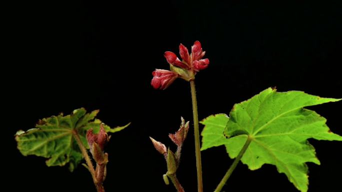 秋海棠 延时摄影 发芽 开花 生长过程