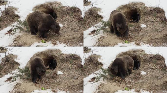 冬天的大棕熊。