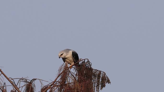 黑翅鸢枝头清理羽毛的特写镜头