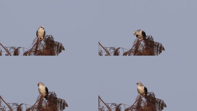 黑翅鸢枝头清理羽毛的特写镜头