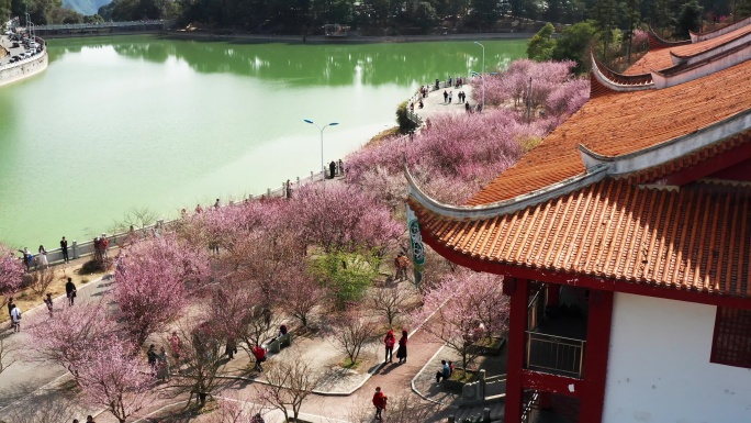 福州林阳寺梅花盛开局部