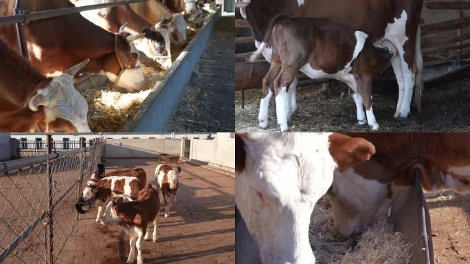 牛特写牛犊养殖场散户养殖