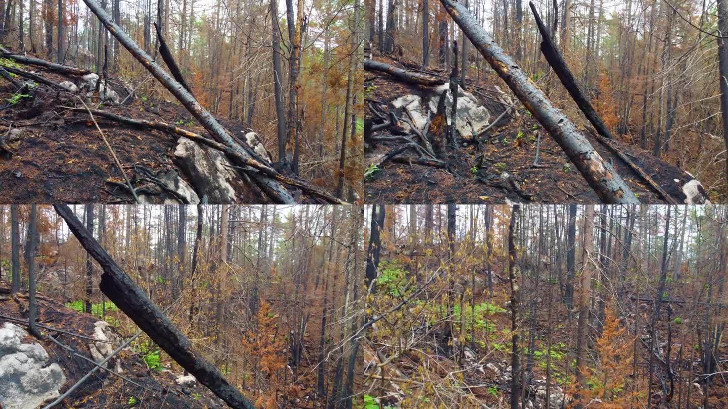 受野火影响的森林地区。地面上覆盖着灰烬和烧焦的碎片。