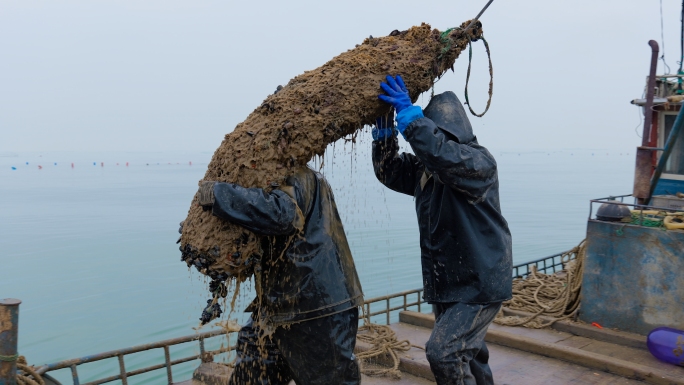 生蚝海蛎子养殖捕捞加工
