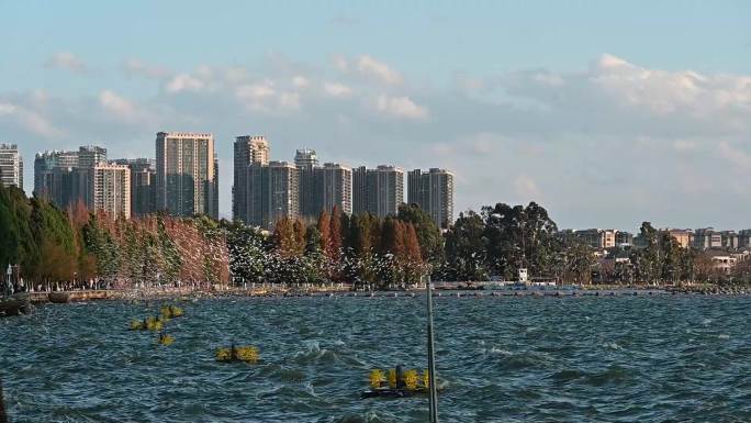 昆明海洪湿地海鸥