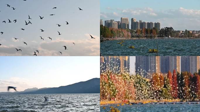 昆明海洪湿地海鸥