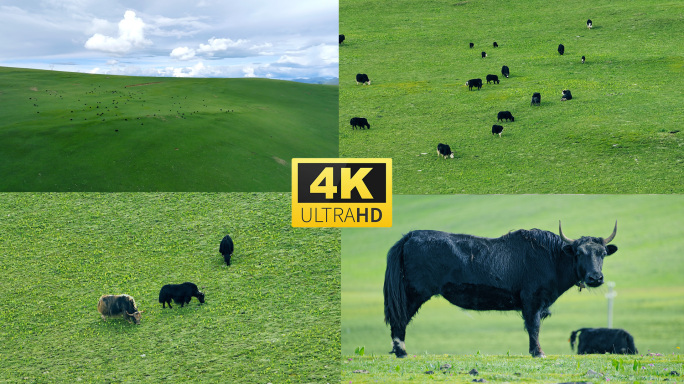 高原牦牛群4k