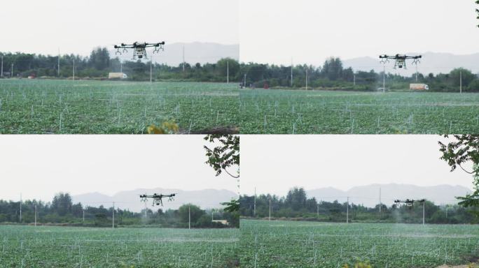 农业技术无人机在田地上喷洒