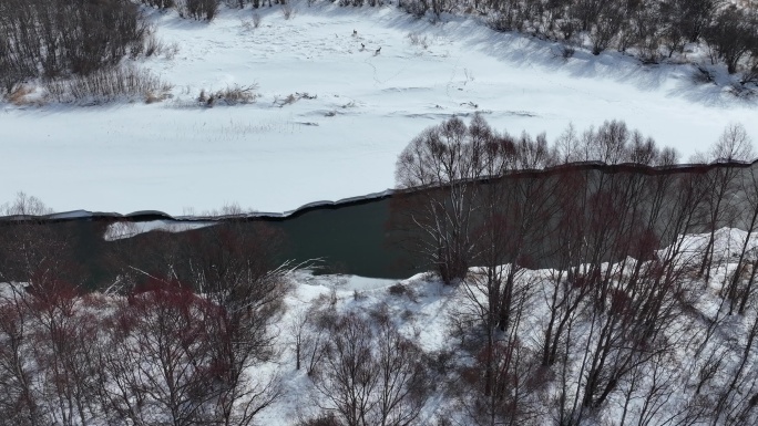 春雪开河河床雪地上的狍子
