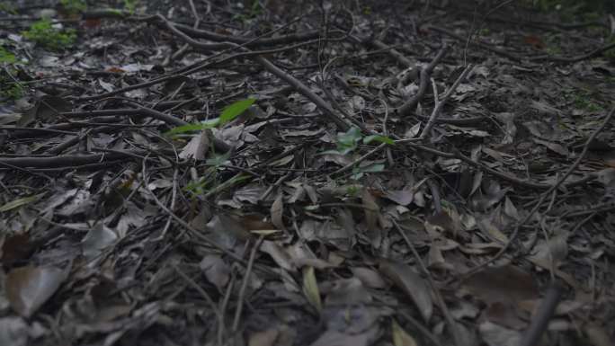 研究植物 亲近大自然  园艺  花草