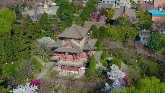 航拍西安青龙寺樱花视频