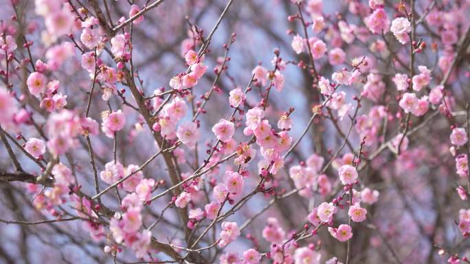 梅花特写合集