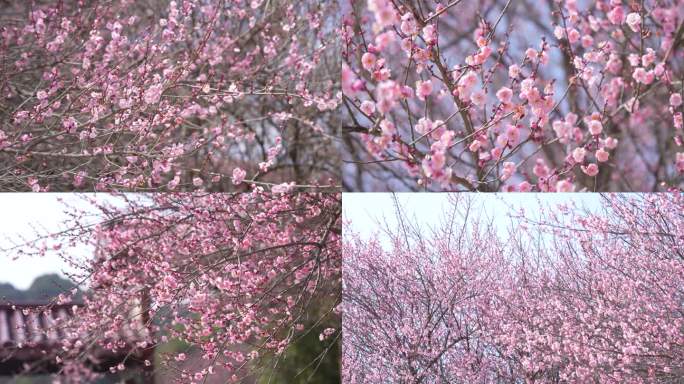 梅花特写合集