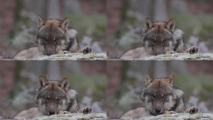 冬天，狼躺在森林里长满青苔的岩石上。