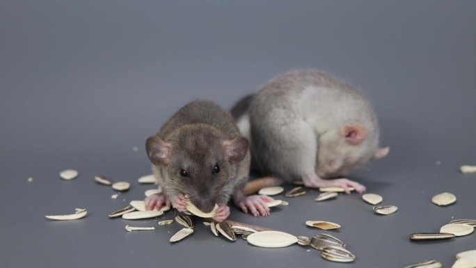 三只老鼠吃南瓜子。灰色背景上的啮齿动物