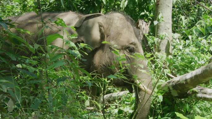 云南 西双版纳 野象谷中的亚洲象