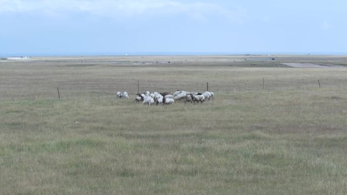 航拍草原牧羊