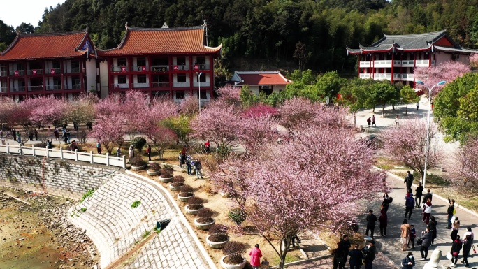 福州林阳寺梅花