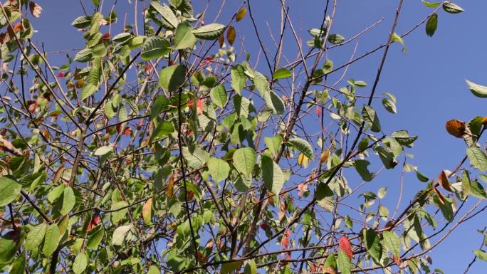 鸟樱树在秋天的季节随着叶子的颜色变化