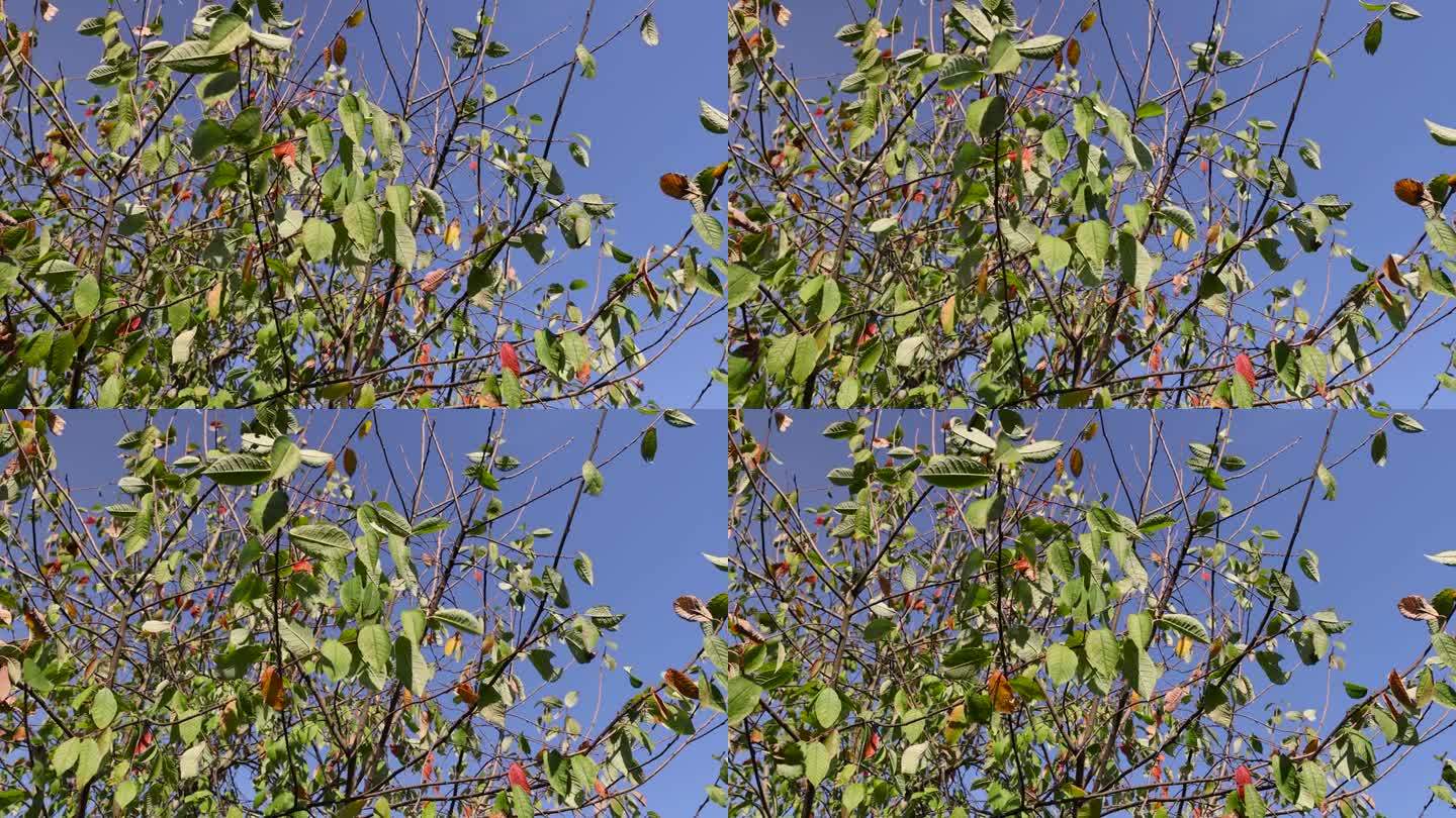 鸟樱树在秋天的季节随着叶子的颜色变化