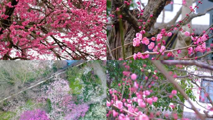 春天梅花开了风景视频素材