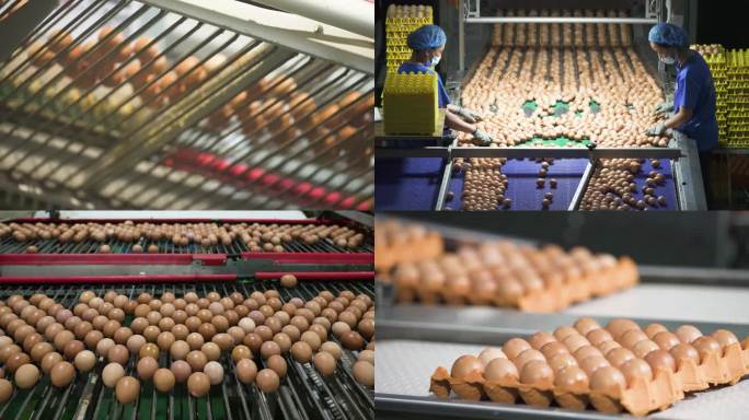 养殖场  鸡场 蛋鸡养殖 鸡蛋生产线