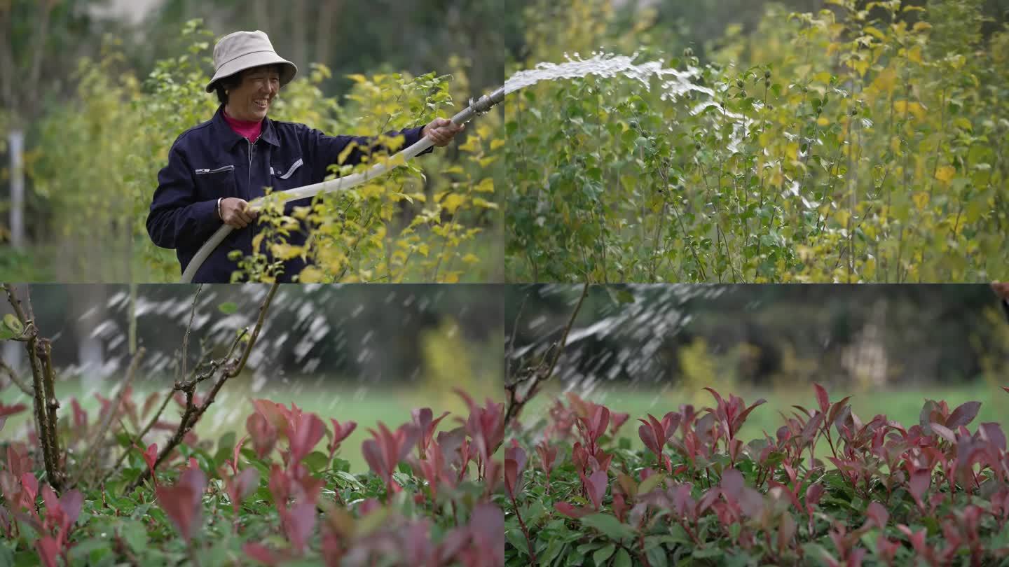 灌溉 浇水 绿化 农业 草坪 洒水