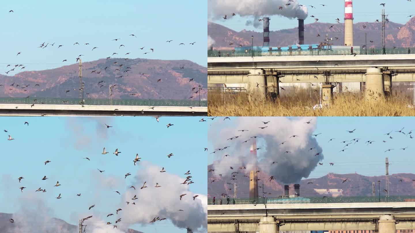 大群水鸟在热电厂附近飞翔