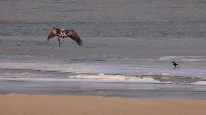 5J4A4501白尾海雕黄河浅滩抓鱼