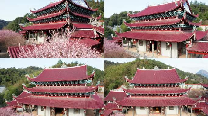 福州林阳寺梅花盛开