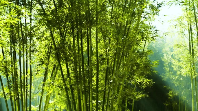 舞台竹子背景视频素材
