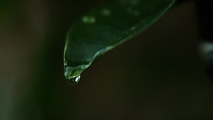 一颗雨滴从一片绿叶上落下