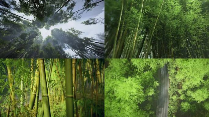 竹林森林绿色生态自然春夏季