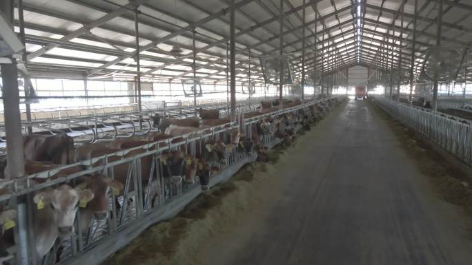 【4K 60p】奶牛场牧场养殖场内部环境