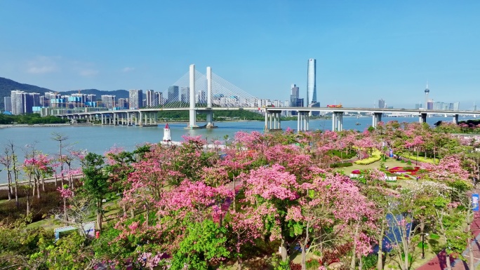 横琴花海横琴大桥十字门航拍