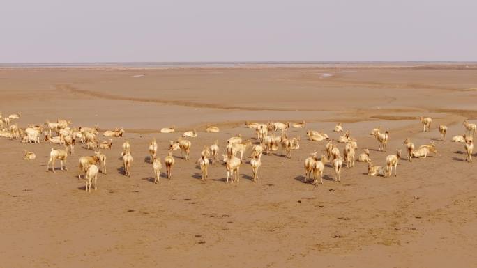麋鹿动物迁徙滩涂素材自然保护区