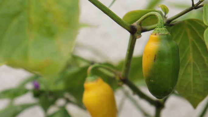 辣椒品种在生长阶段的一丛夏天在花园里的特写