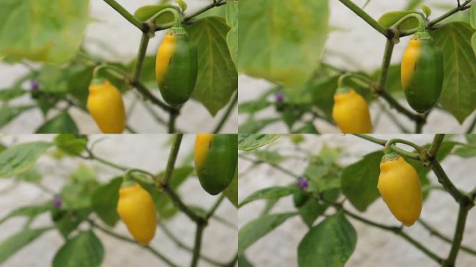 辣椒品种在生长阶段的一丛夏天在花园里的特写