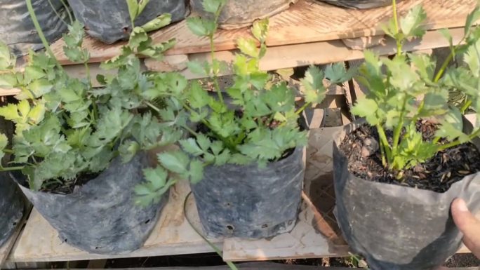 整理垂直花园-增加芹菜植株