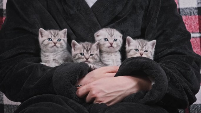 四只可爱的小猫坐在女性手中，同时环顾四周