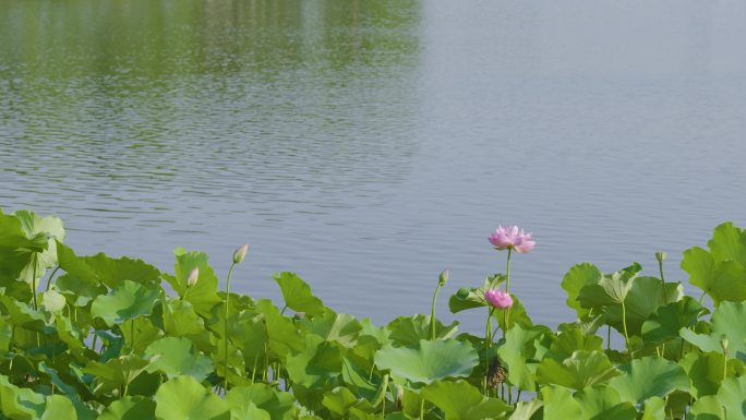 夏天早晨实拍西安曲江南湖荷花