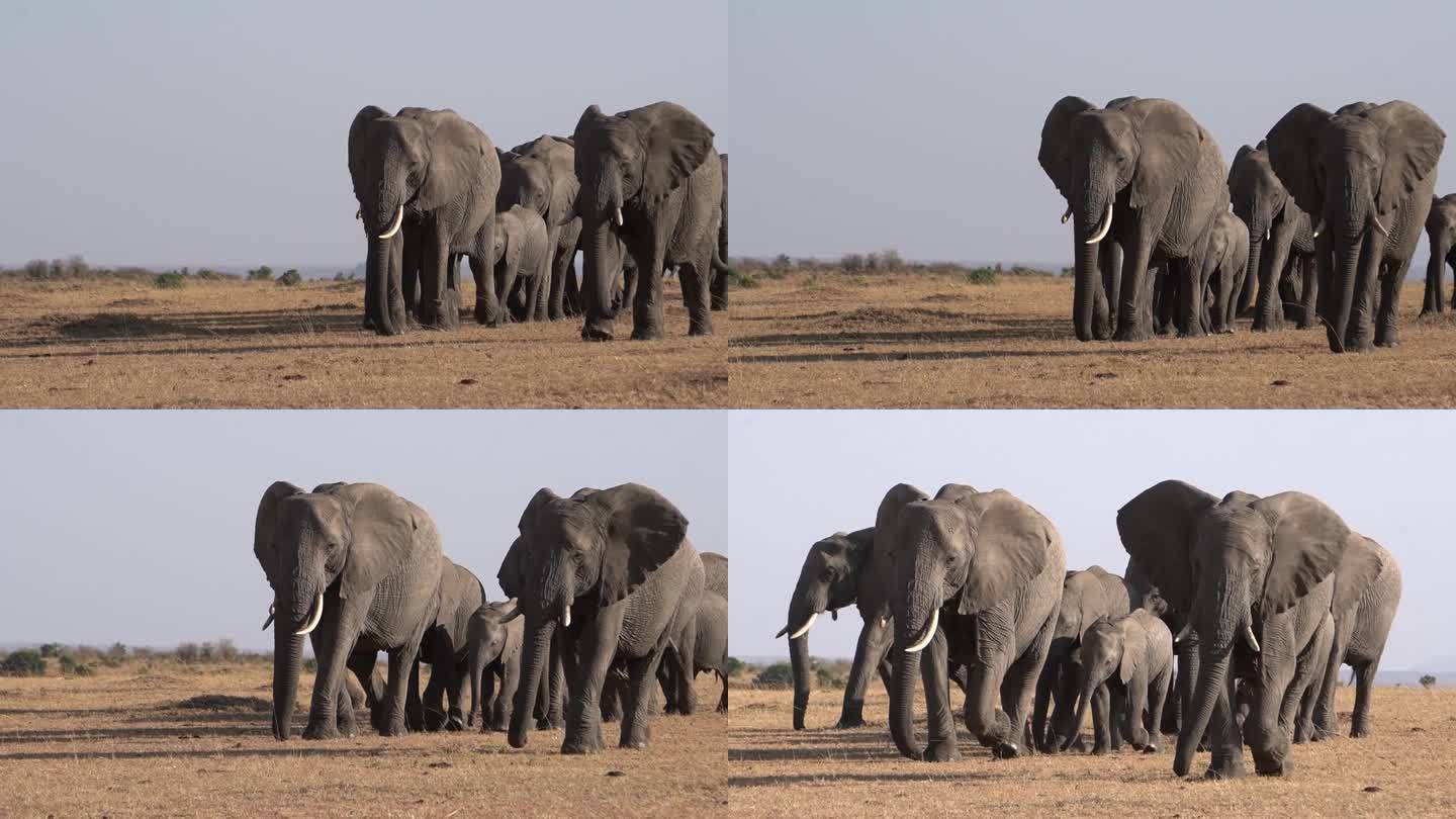 一群大象从镜头前走过