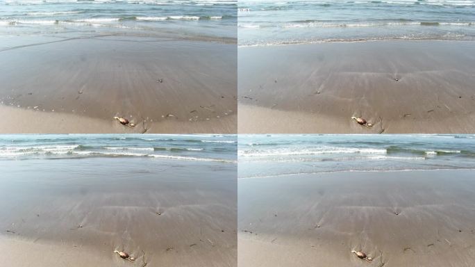 沙滩上的螃蟹尸体被海浪推着